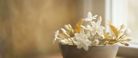 White succulent plant in ceramic pot on windowsill with warm natural sunlight creating soft bokeh background for home decor and gardening concepts.