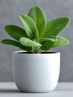 Fresh green kalanchoe plant with fuzzy textured leaves growing in modern white ceramic pot against neutral gray background, suitable for home decor and gardening content.