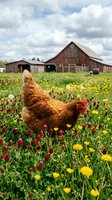 Red hen foraging in wildflower meadow with rustic barn background, sustainable farming and free-range poultry concept for agricultural marketing materials.