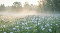 Serene meadow with delicate white wildflowers in soft morning mist and golden sunlight filtering through trees creating peaceful natural landscape.