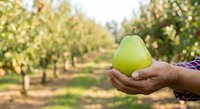 Green pear held in hand at orchard during harvest season. Fresh fruit farming and agriculture concept for food production and healthy eating.