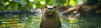 Curious river otter emerging from water with alert expression and wet whiskers, natural habitat setting with bokeh reflections and green foliage background.