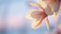 Soft pink magnolia flower petals against dreamy pastel sky background creating peaceful spring botanical composition for wellness and nature themes.