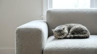 Gray tabby cat sleeping peacefully on modern light gray sofa in bright living room with natural window light creating cozy domestic atmosphere.