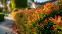 Vibrant orange and green shrubs line a residential pathway, creating a colorful garden border in warm evening light.