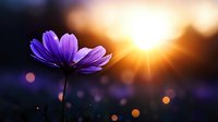 Purple cosmos flower silhouetted against golden sunset sky with dreamy bokeh lights creating magical garden atmosphere. Romantic nature photography for wall art.