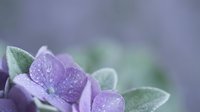 Purple hydrangea flowers with water droplets on soft green leaves creating dreamy bokeh background for spring garden and floral design projects.