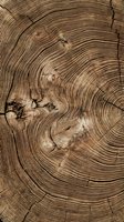 Close-up of tree ring cross-section showing annual growth patterns, wood grain texture, and natural cracks. Suitable for forestry, environmental, and nature-themed projects.