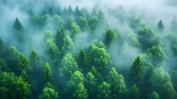 Mystical morning fog drifts through vibrant green forest canopy creating atmospheric landscape with ethereal mist rising between evergreen treetops in spring season.
