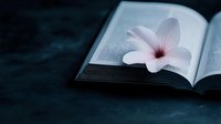 Delicate pink flower resting on open book pages creating peaceful reading atmosphere for literature and nature concepts.