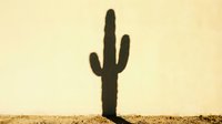 Silhouette of tall saguaro cactus against warm beige sky in desert landscape for southwestern design and nature themes.
