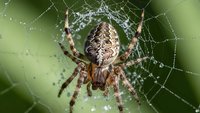 Garden orb weaver spider on dewdrop-covered web against soft green background. Natural predator in outdoor ecosystem for nature and wildlife content.