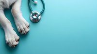 Dog paws and stethoscope on turquoise background, veterinary medicine concept. Creative minimal composition for animal healthcare and medical services.