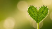 Heart-shaped green leaf with detailed veins on soft bokeh background symbolizing love for nature, environmental care, and eco-friendly lifestyle concepts.