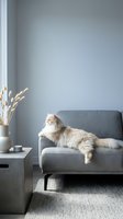Fluffy cream cat lounging on a gray sofa in a minimalist living room with soft blue walls and dried pampas grass decor.