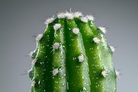 Vibrant green cactus stem with white thorns and water droplets on surface against gray background, macro photography showing detailed texture and moisture.