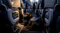 Service dog lying in airplane aisle between passenger seats during commercial flight, providing emotional support and assistance to traveler.