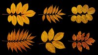 Autumn foliage collection featuring six isolated golden and orange leaf sprigs on transparent background. Ready for t-shirt designs, clipart, stickers, sublimation, and print-on-demand projects.
