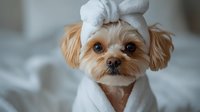 Adorable Yorkshire terrier puppy with white bow wearing groomed hairstyle, close up portrait of small dog with expressive eyes and neat appearance.