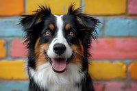 Portrait of smiling tricolor Australian Shepherd dog with bright amber eyes against colorful brick wall background, showing happy friendly expression.