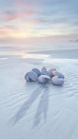Colorful seashells scattered on pristine white sand beach at sunset with pastel sky and gentle waves creating serene coastal scene for relaxation and travel.