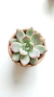 Small succulent plant with pink-tipped green leaves in terracotta pot on white background for home decor and gardening projects.