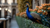 Majestic peacock with vibrant blue plumage perched among orange flowers and greenery in an elegant courtyard setting, soft bokeh background creates dreamy atmosphere.