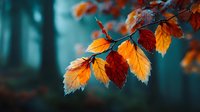 Vibrant autumn leaves in orange and red hues on delicate branch against soft blurred forest background, capturing seasonal transition and natural beauty.