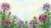 Watercolor cleome spider flowers in pink and purple hues with green foliage creating decorative border frame on soft pastel background for botanical designs.