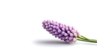 Single purple grape hyacinth flower isolated on white background, delicate spring bloom with soft petals and green stem, ready for design projects and floral compositions.