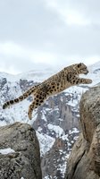 Snow leopard jumping between rocky cliffs in snowy mountain landscape. Wild cat leaping across stone ledges in winter habitat with cloudy sky background.