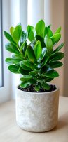 Vibrant green Clusia rosea houseplant with glossy oval leaves growing in modern concrete pot on windowsill. Natural light illuminates fresh foliage.