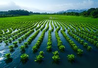 Flooded agricultural field with rows of young green plants reflecting in water against mountain landscape and cloudy sky. Aerial view of sustainable farming.
