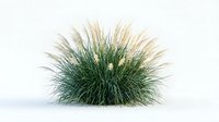Ornamental grass clump with feathery plumes isolated on white background for landscaping and garden design projects.