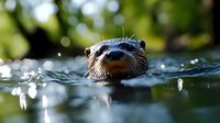 Adorable river otter swimming in clear water with whiskers and wet fur visible above surface. Wildlife photography capturing aquatic mammal in natural habitat.