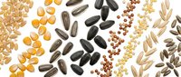 Variety of agricultural seeds including wheat, corn, sunflower, millet, and oats arranged in rows on white background, isolated for design use.