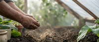 Senior gardener planting seeds in greenhouse soil with natural sunlight streaming through glass panels creating organic farming atmosphere.
