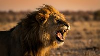 Powerful male lion roaring at sunset in African savanna wilderness, showing fierce expression and majestic mane in golden hour light for wildlife photography.