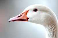 Close-up profile portrait of white domestic goose head with pink beak and red eye against blurred background, showing detailed feathers and distinctive features.