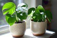 Monstera deliciosa plants in modern ceramic pots on windowsill with natural sunlight. Fresh green tropical leaves create minimalist home decor arrangement.