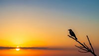 Bird silhouette perched on branch against golden sunset sky over calm water creating peaceful nature scene for meditation and tranquility concepts.