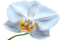 White orchid flower with spotted pattern and yellow center on green stem against white background, macro photography showing delicate details and textures.
