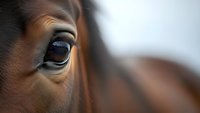 Close-up of brown horse eye with long eyelashes showing gentle expression and natural beauty for equestrian and animal photography projects.
