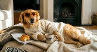 Golden retriever dog wearing cozy sweater relaxing on sofa with coffee mug by fireplace in comfortable living room during winter morning at home.