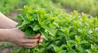 Fresh mint leaves being harvested by hands in organic herb garden with lush green foliage background for culinary and aromatherapy applications.