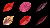 Isolated red, pink, and burgundy autumn leaves on transparent background, ready for t-shirt design, clipart, stickers, print-on-demand products, and sublimation projects.