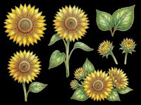 Sunflower blooms and buds with green leaves isolated on transparent background, ready for t-shirt design, clipart, stickers, sublimation, print-on-demand products and digital crafts.