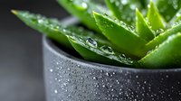 Succulent plant with water droplets in dark pot, fresh green leaves covered in moisture after watering or rain, ideal for gardening and plant care content.