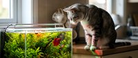 Tabby cat with pink nose observing red betta fish in planted aquarium tank on wooden surface indoors, curious pet watching aquatic life.