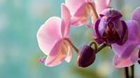 Pink orchid flowers with purple buds blooming against soft blurred background. Delicate petals showcase natural beauty for spa, wellness and botanical themes.